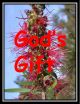 Gods Gift - DS23